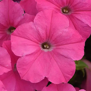 Wave Pink Wave Petunia Jumbo 6 pack 17.99 sale price